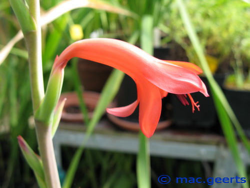 Watsonia meriana